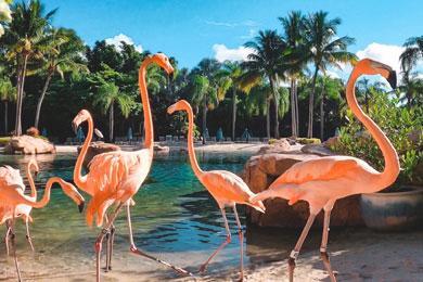 Flamingos